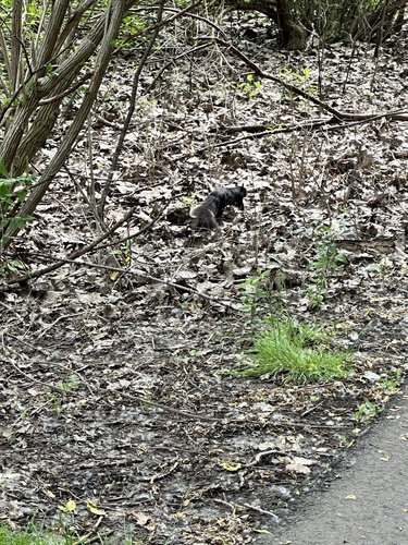 Eastern Gray Squirrel