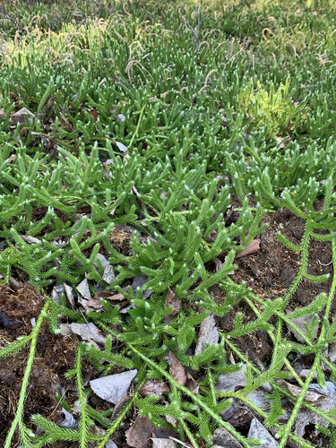 arctic stag's-horn clubmoss