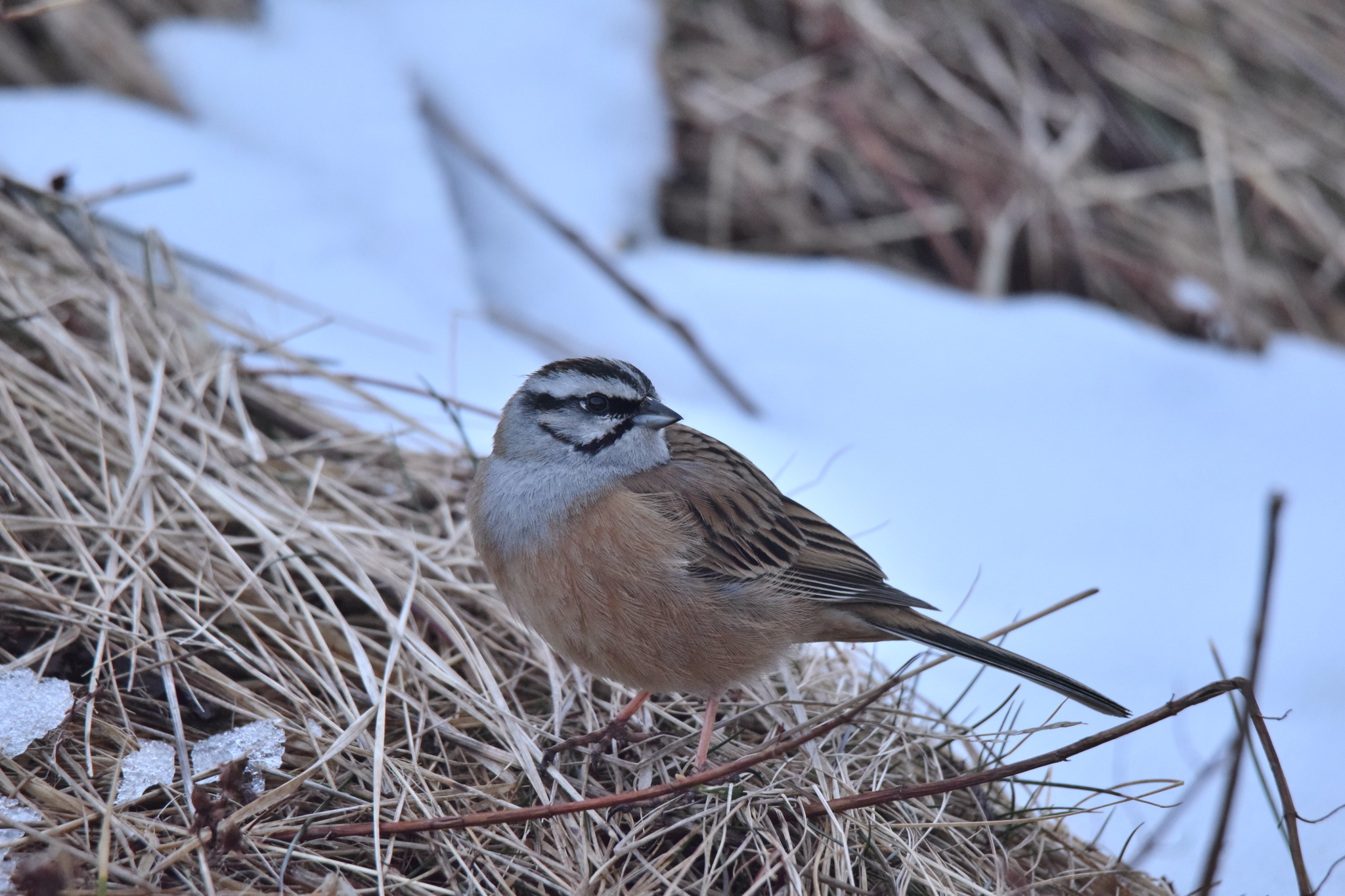Rock Bunting (Emberiza cia)