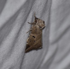 Plagiomimicus pityochromus