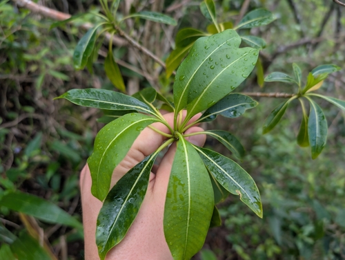 Rauvolfia sandwicensis, photograph 6