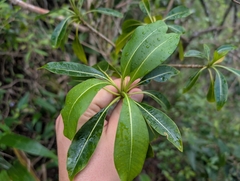 Rauvolfia sandwicensis, photograph author not stated, no rights reserved