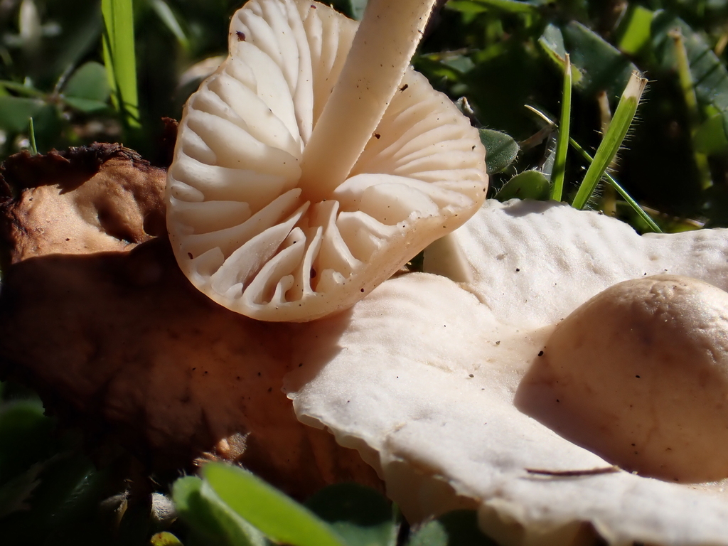 Marasmius oreades · June 2025 · photo: © arnim (iNaturalist, cc-by)