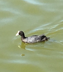 Fulica atra
