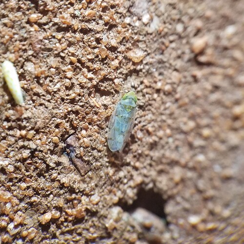 Japanese Maple Leafhopper photo 5