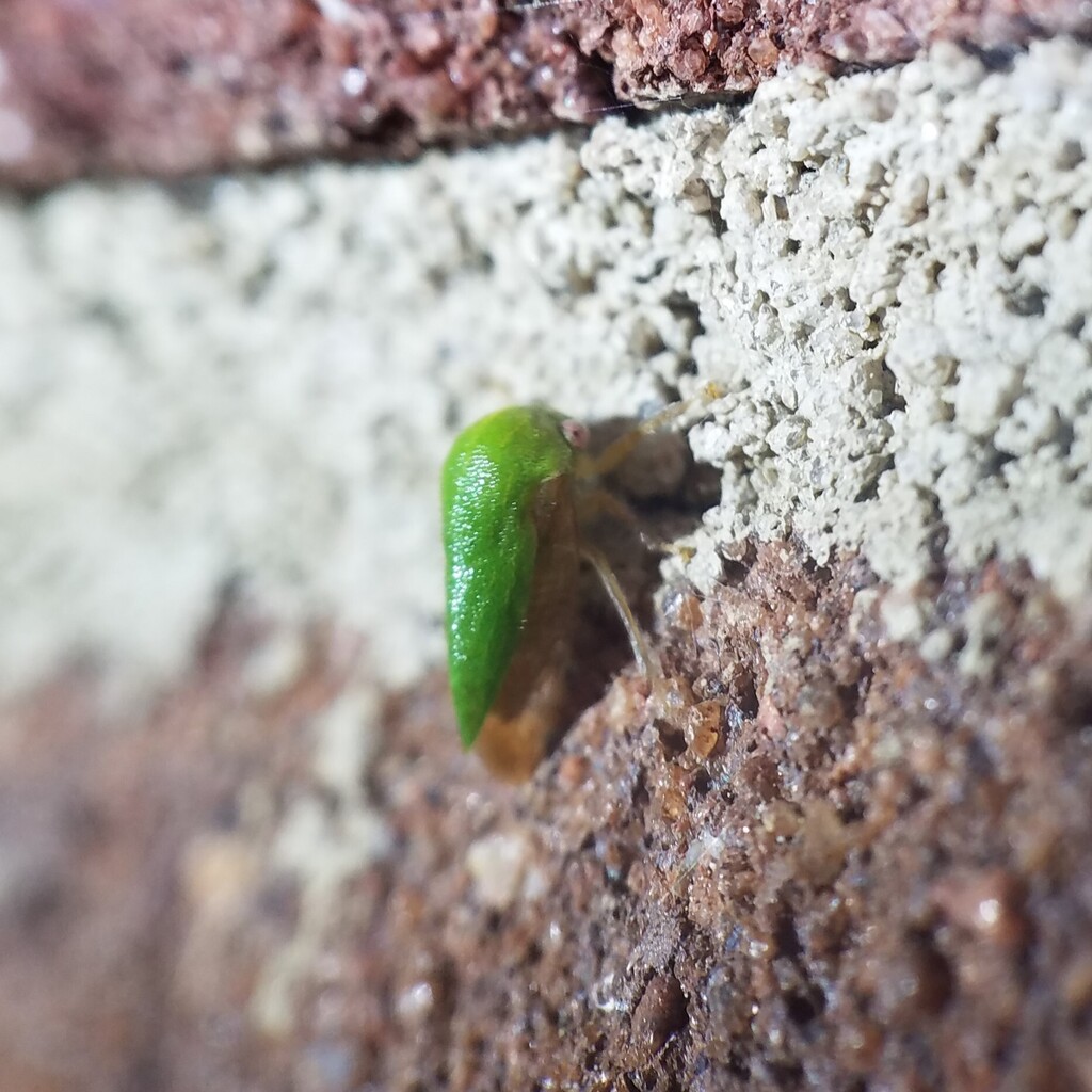 Ophiderma evelyna