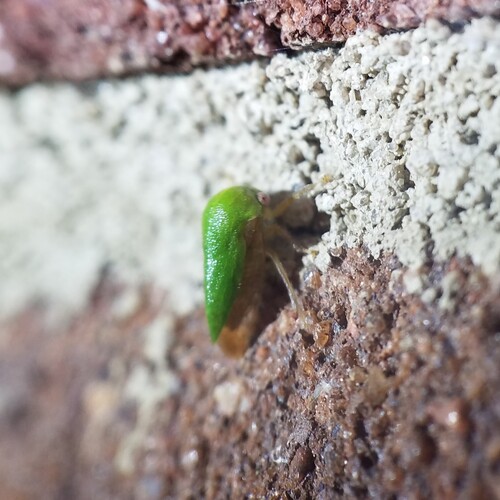 Ophiderma evelyna
