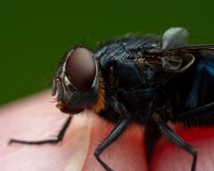 Orange-bearded Bluebottle Fly