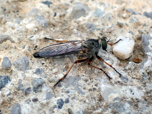 Neomochtherus confusus