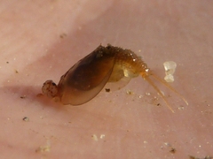 Lepidurus arcticus