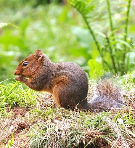 Forrest's Rock Squirrel