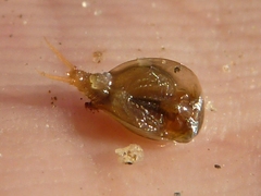 Lepidurus arcticus