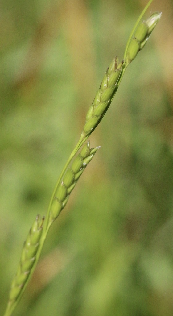 western manna grass