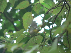 Zosterops simplex simplex