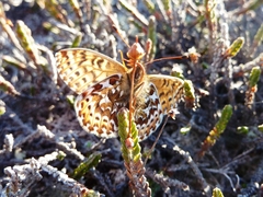 Boloria polaris