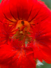 Tropaeolum peltophorum, photograph Eric Haavind-Berman, CC0, iNaturalist via GBIF