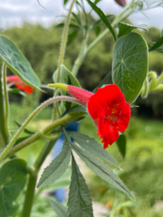 Tropaeolum peltophorum