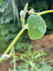 Tropaeolum peltophorum, photograph Eric Haavind-Berman, CC0, iNaturalist via GBIF