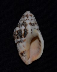 Cronia aurantiaca