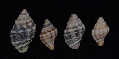 Cronia aurantiaca