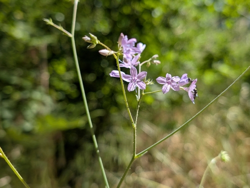 caraway-leaved woodland-gilia (Saltugilia caruifolia)