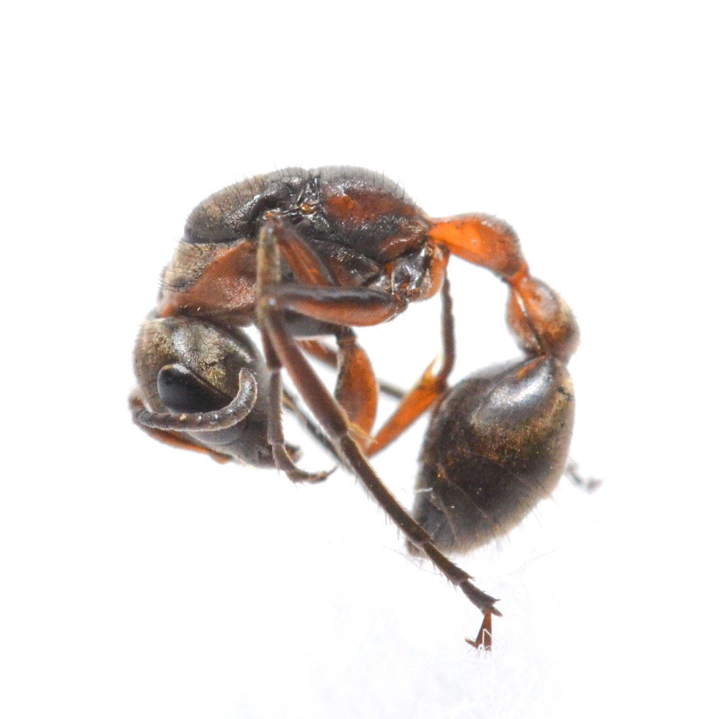 Pseudomyrmex alvarengai