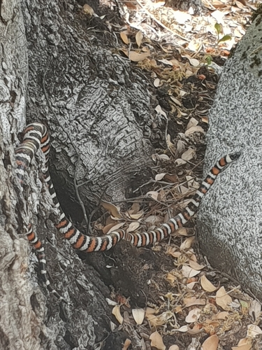 iNaturalist observation photo of California Mountain Kingsnake