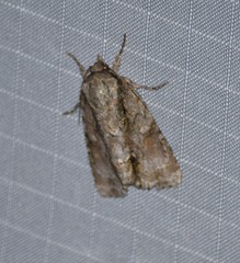 Acronicta connecta