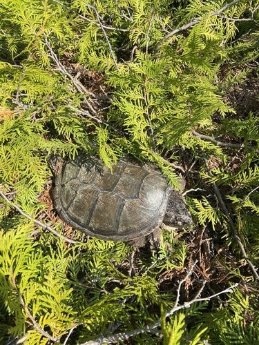Chelydra serpentina