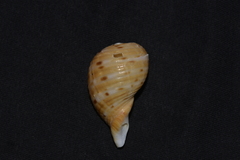 Tonna tankervillii