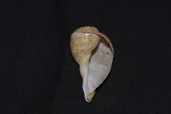 Tonna tankervillii