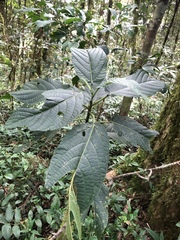 Dendrocnide