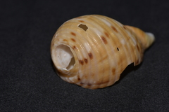 Tonna tankervillii