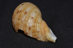 Tonna tankervillii