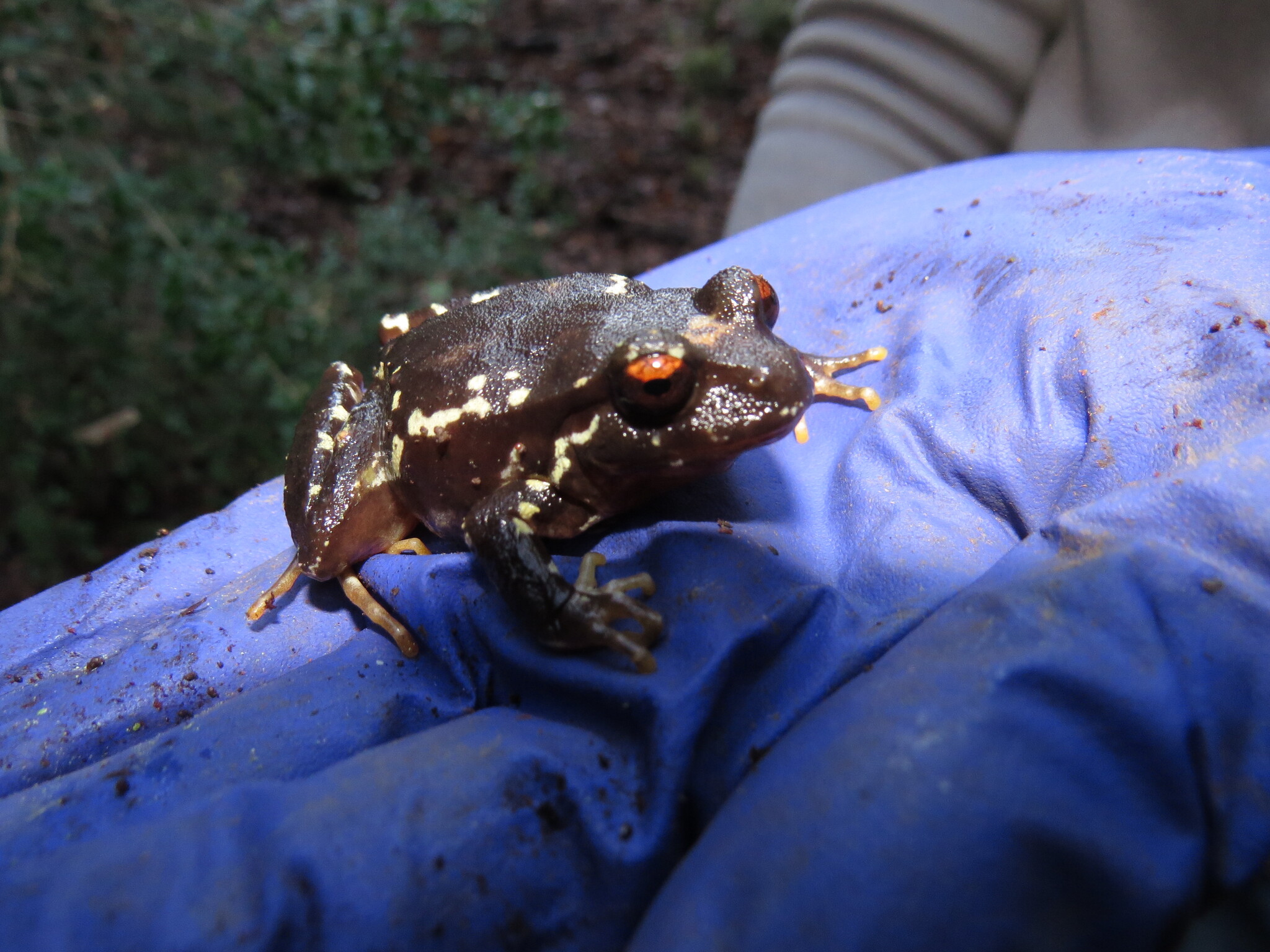 Eupsophus contulmoensis Ortiz, Ibarra-Vidal & Formas, 1989