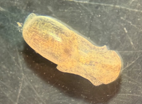 Haminoea succinea, 2025-06-13