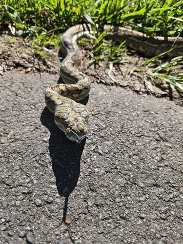 Coastal Carpet Python sighting