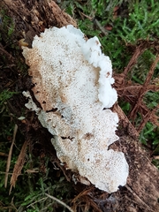 Osteina undosa