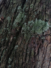 Ascomycota