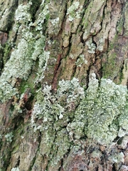 Ascomycota