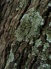 Ascomycota