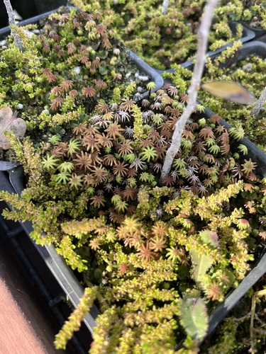 Marchantia polymorpha observed 2025-06-10