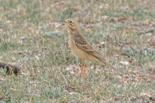 Bisbita estepario (Anthus godlewskii)