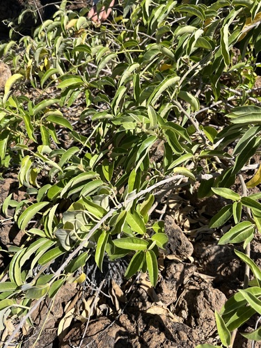 Bonamia menziesii observed 2025-06-14