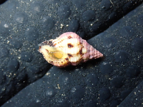 Peristernia chlorostoma observed 2025-06-14