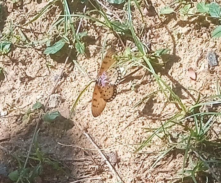 Tawny Coster