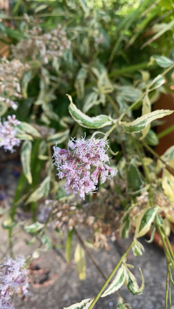Eupatorium fortunei