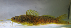 Silver Catfish photo 4