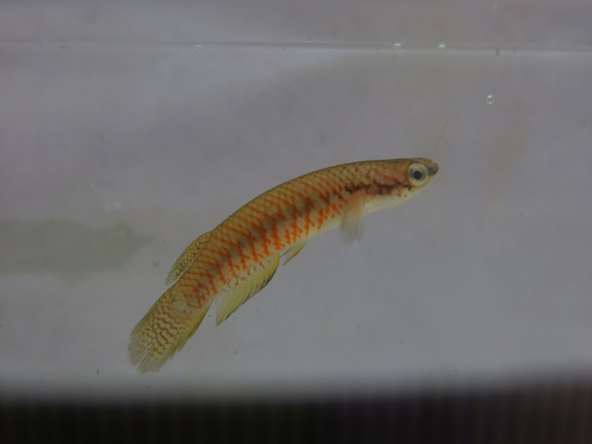 Melanorivulus apiamici