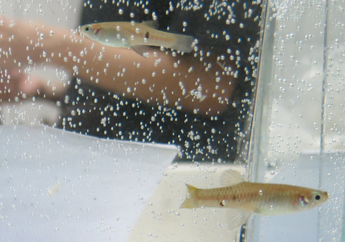 Brazilian Livebearer